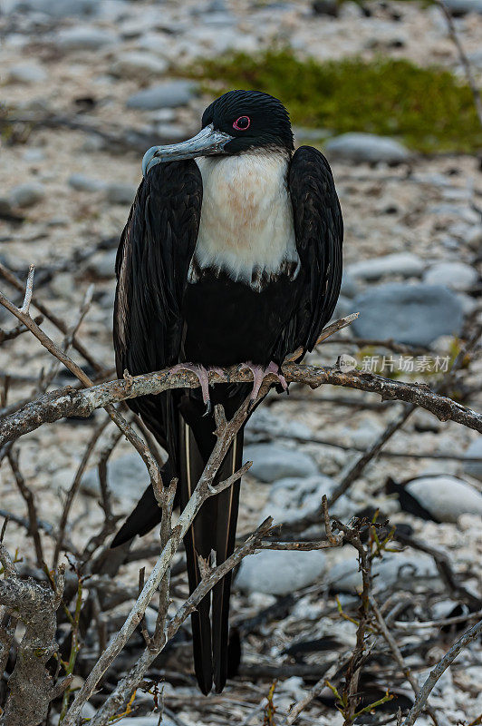大军舰鸟(Fregata minor)是军舰鸟家族中的大型海鸟。主要的筑巢种群在热带太平洋，如夏威夷和Galápagos群岛。厄瓜多尔基诺维萨岛的塔岛。